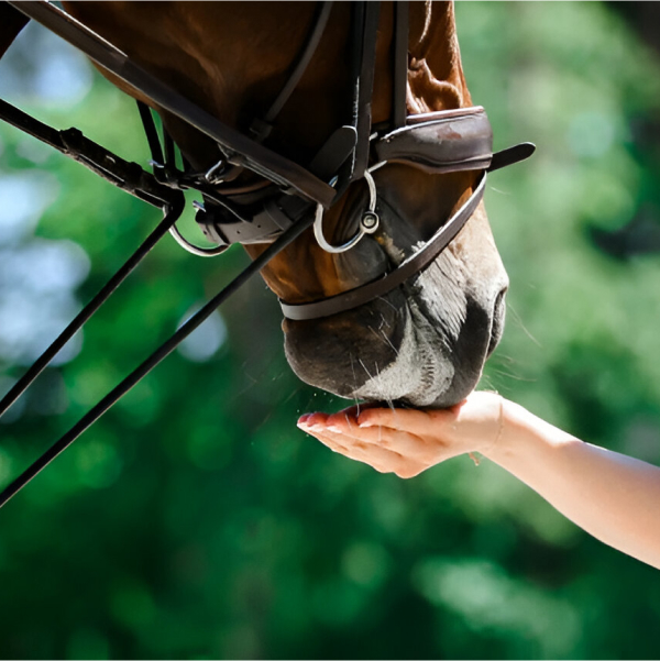 Конный комплекс