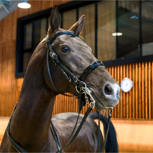 Конный комплекс