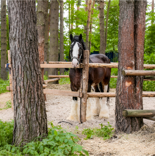 Конный комплекс